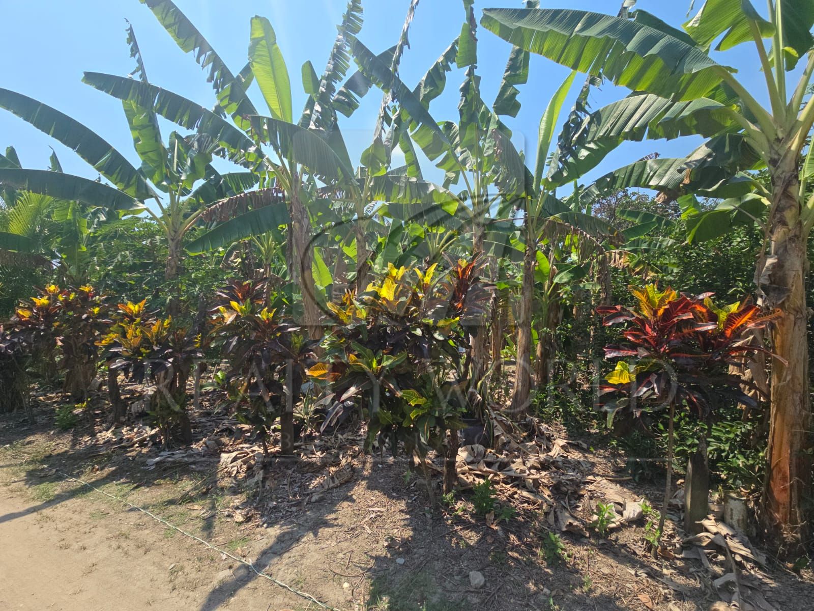 Terreno en Venta en Luis Gil Pérez