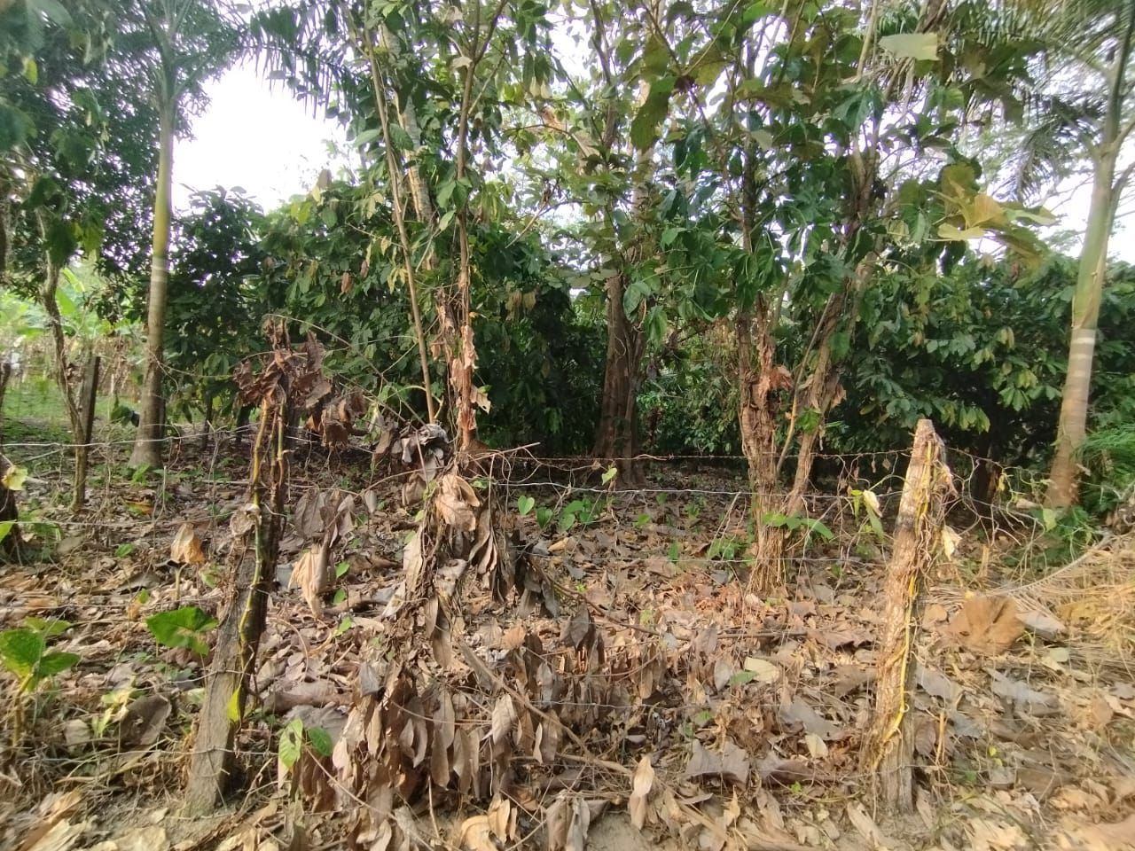 Terreno en Venta en Moctezuma 2da. Sección
