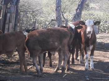 Rancho en Venta en General Treviño