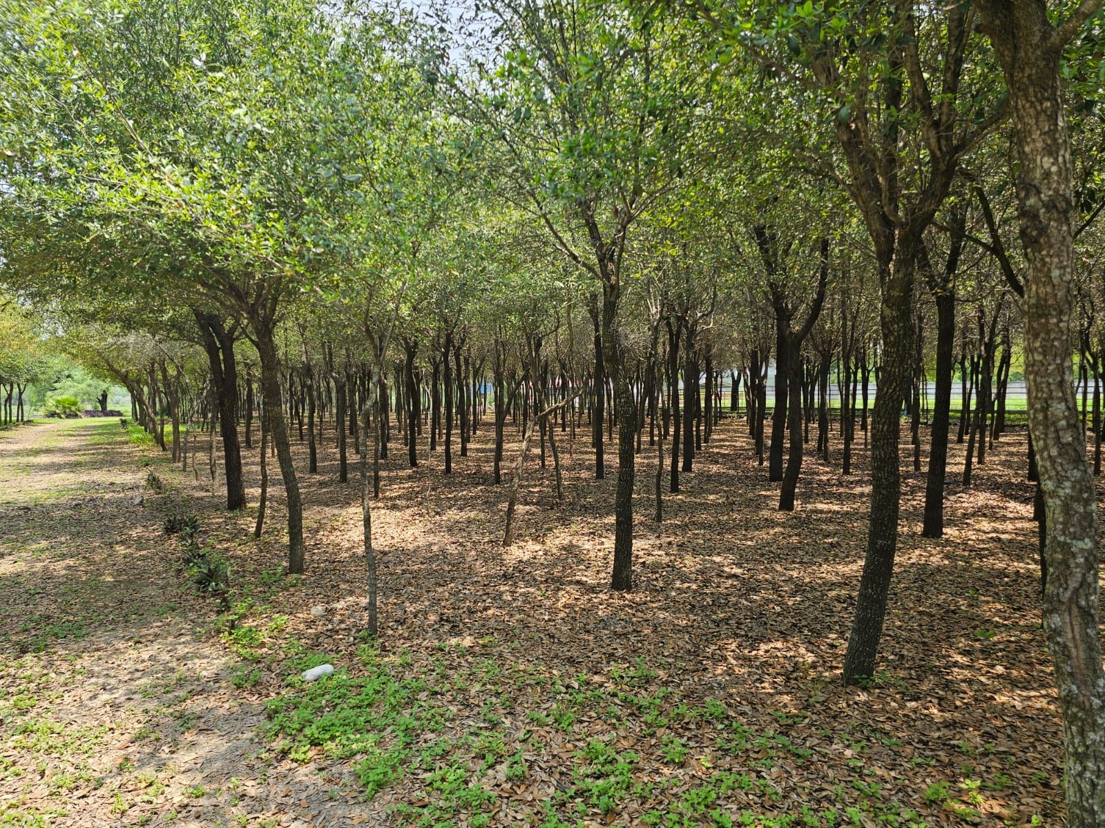 Terreno en Venta en San Antonio