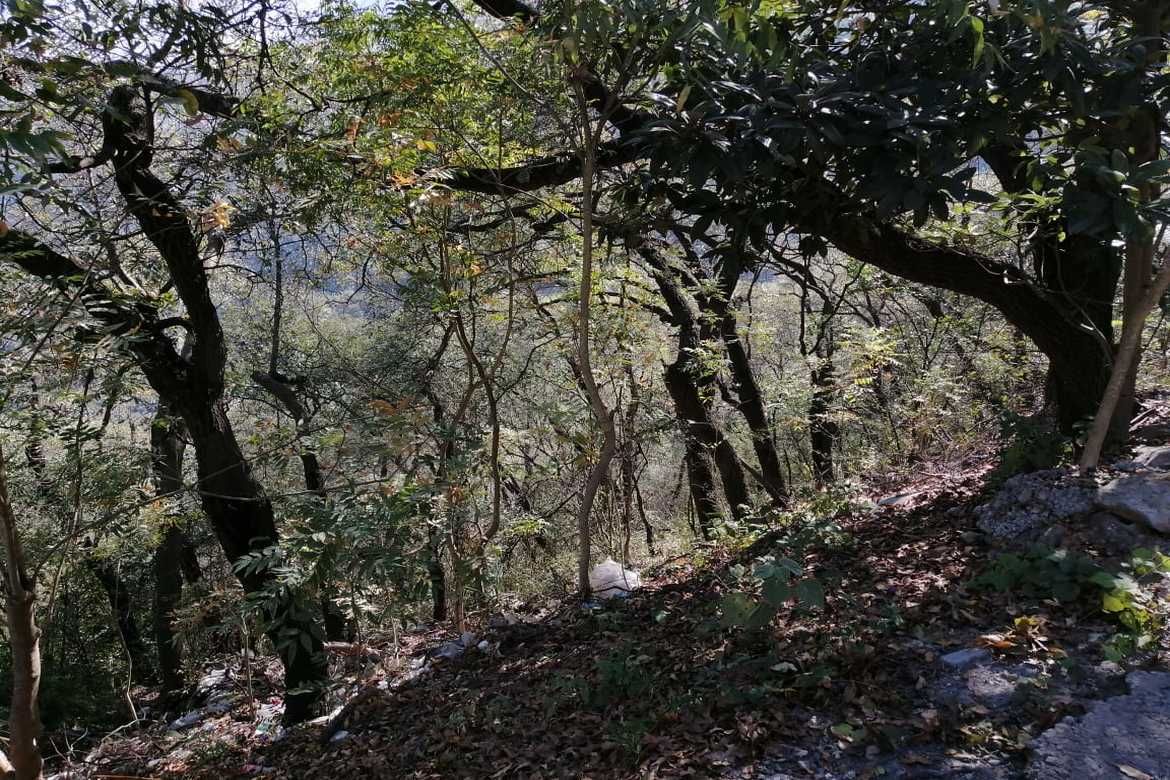 Terreno en Venta en Bosques de San Ángel Sector Palmillas