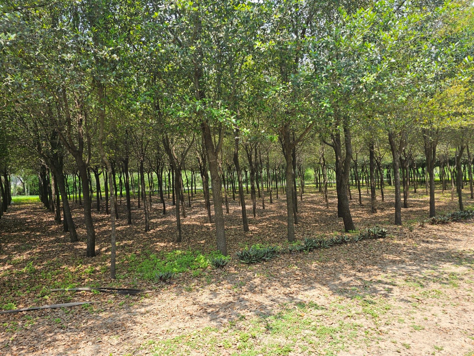 Terreno en Venta en San Antonio