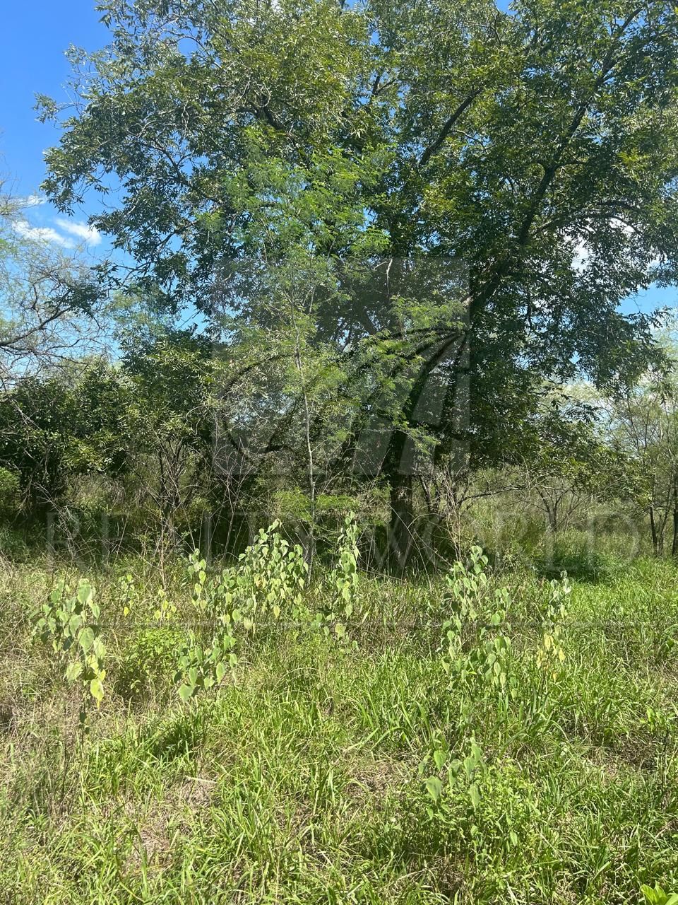Terreno en Venta en Valle Hidalgo (La Cotorra)