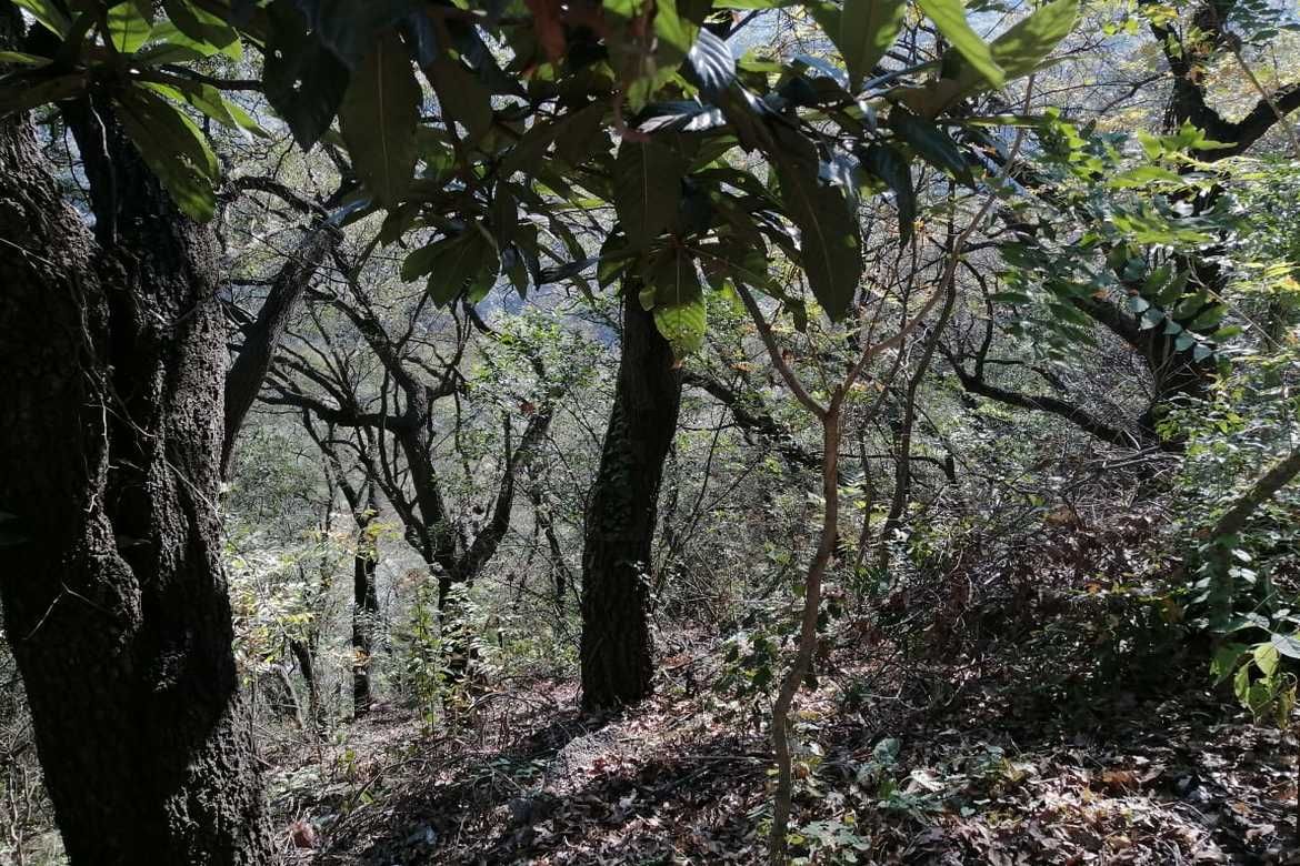 Terreno en Venta en Bosques de San Ángel Sector Palmillas