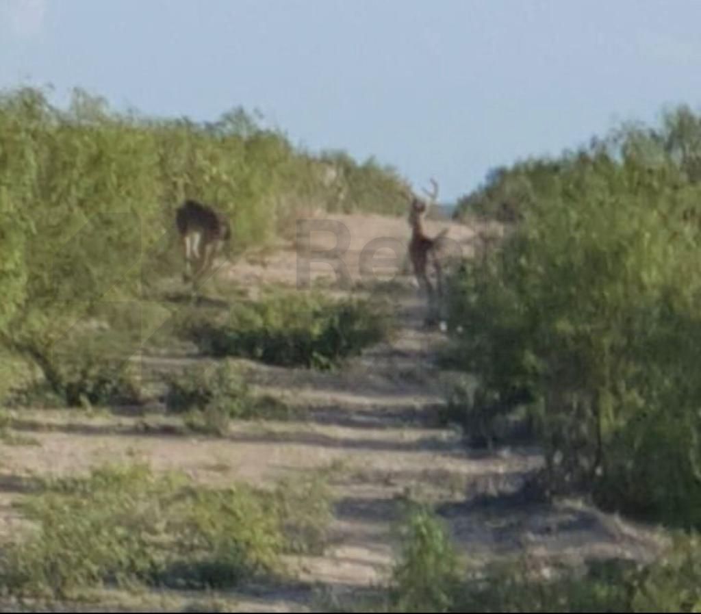 Rancho en Venta en Don Martín