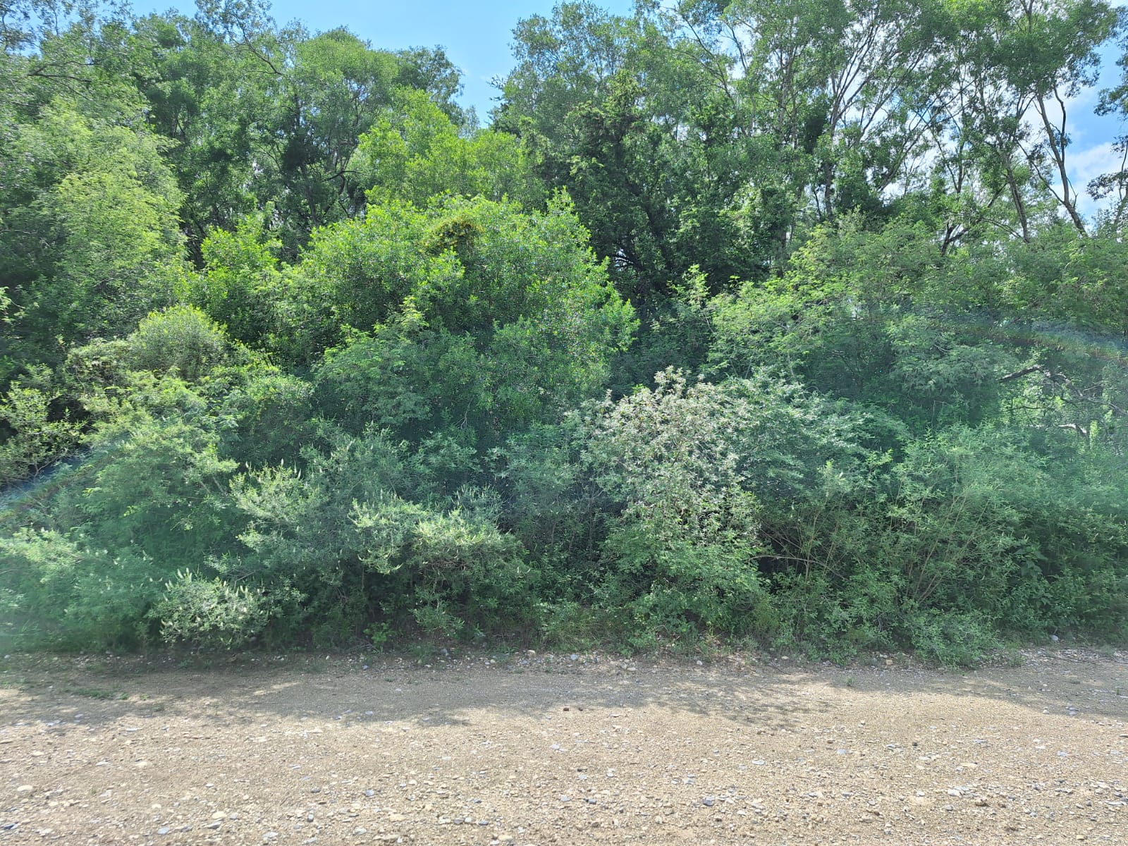 Terreno en Venta en Los Sabinos