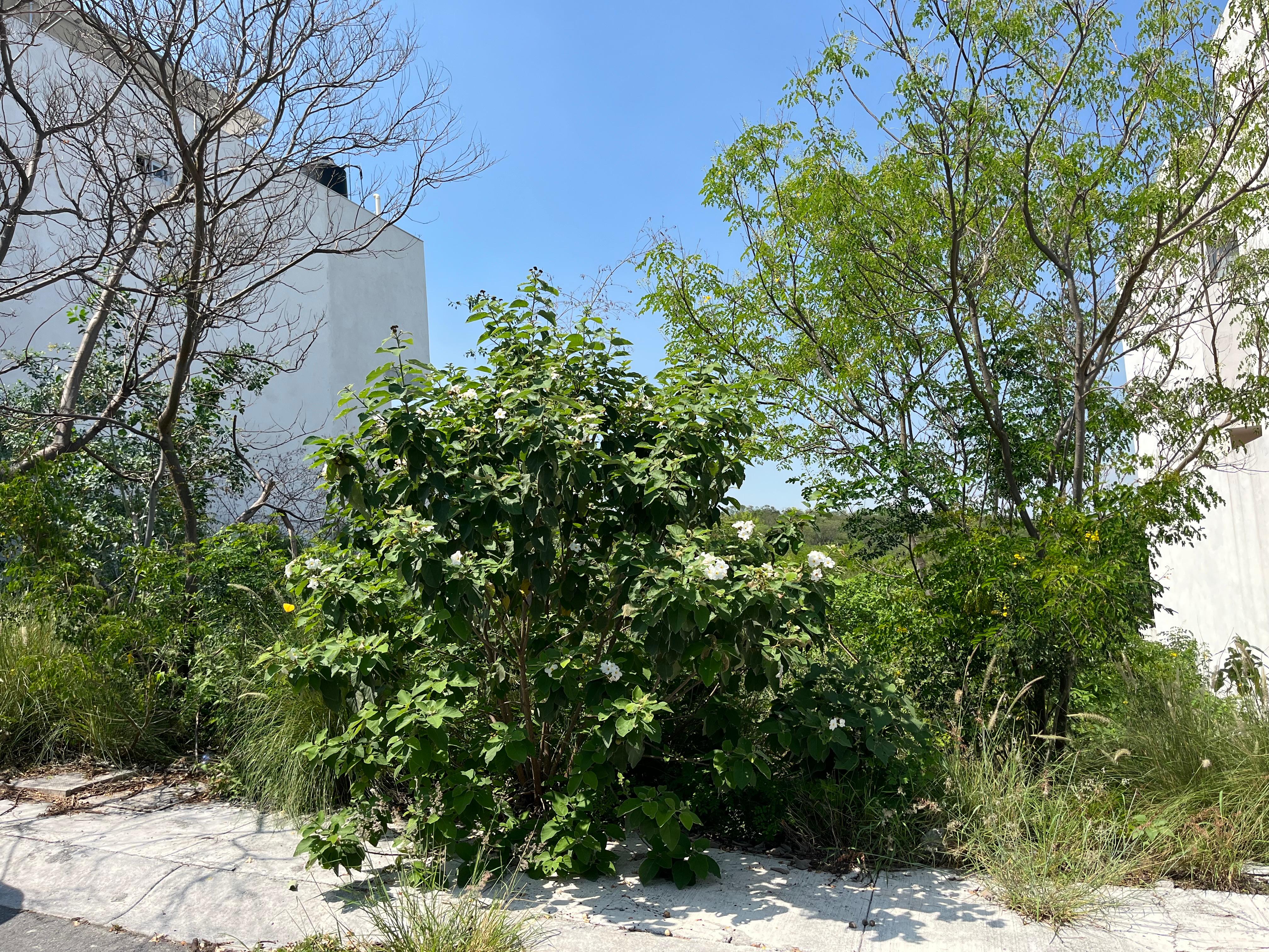 Terreno en Venta en Cumbres Elite Premier