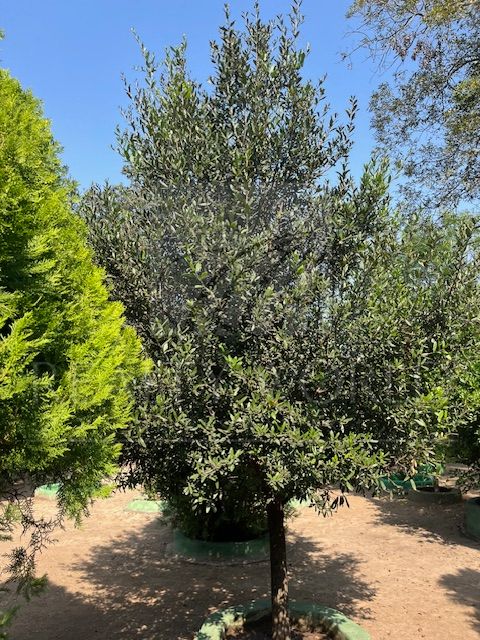 Quinta en Venta en Palmitos (Hacienda Palmitos)