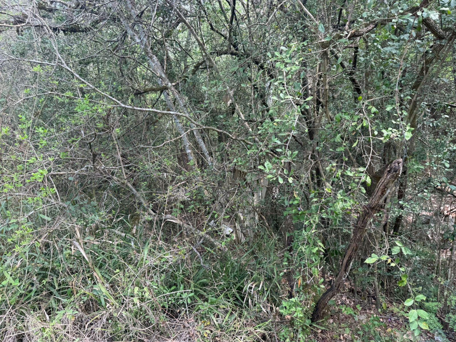 Terreno en Venta en El Pastor