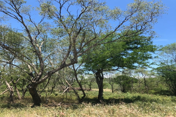 Terreno en Venta en Congregación Calles