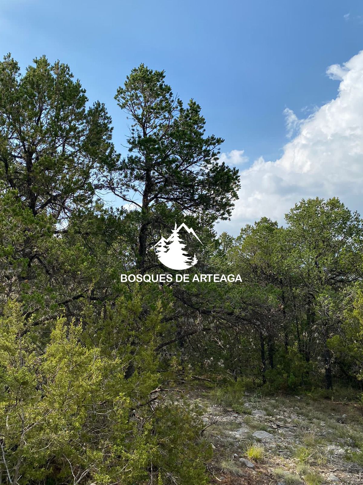 Terreno en Venta en Sin Colonia