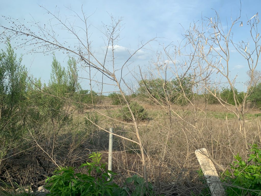 Terreno en Renta en Colectivo