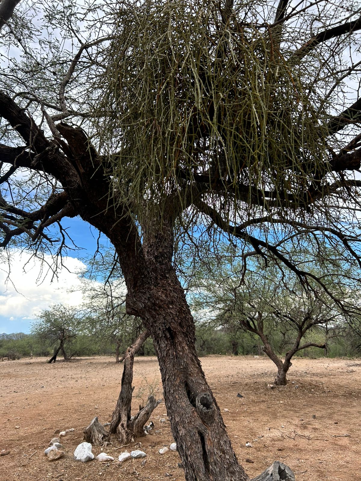 Rancho en Venta en Lampazos de Naranjo