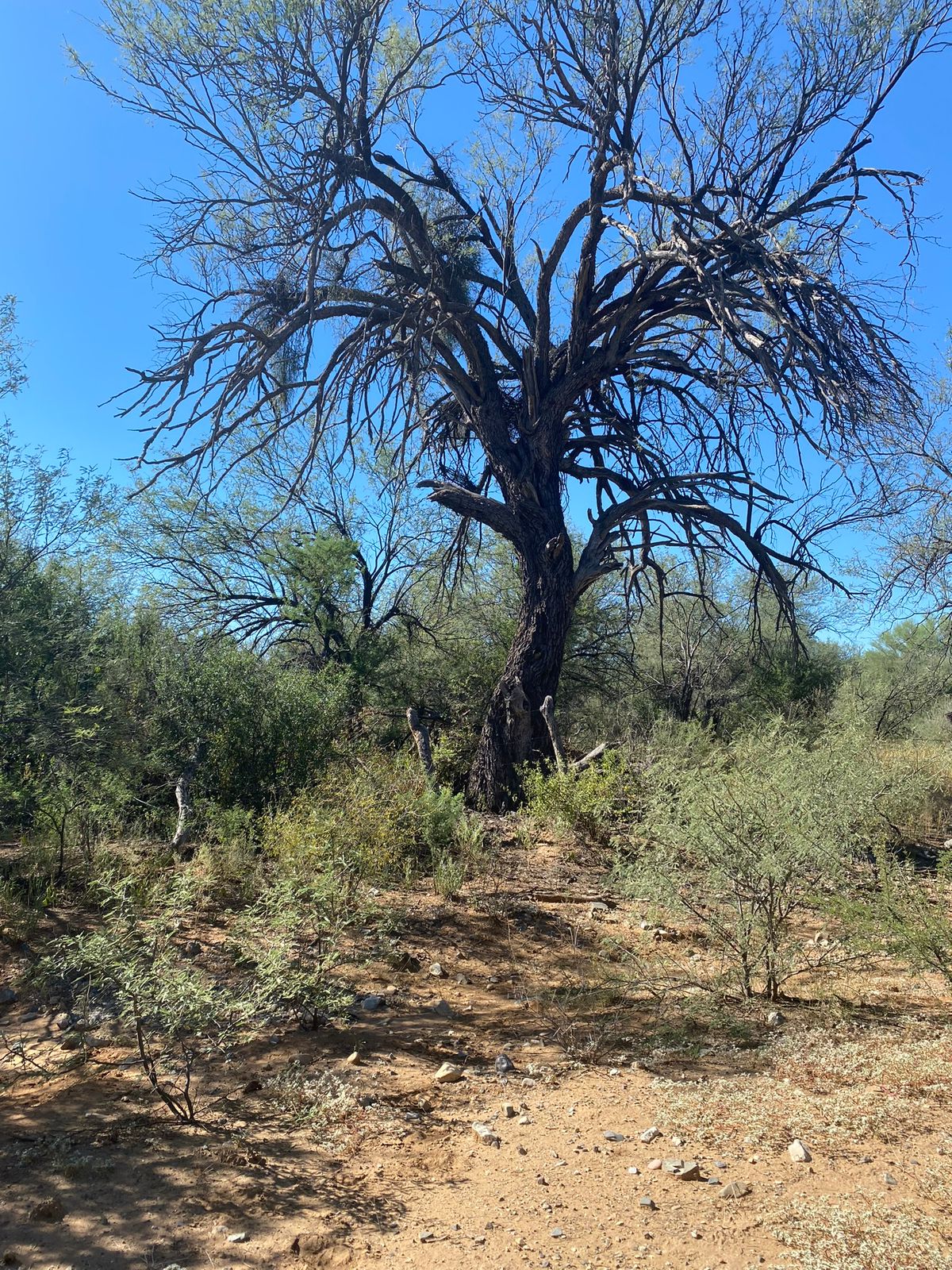 Rancho en Venta en Lampazos de Naranjo