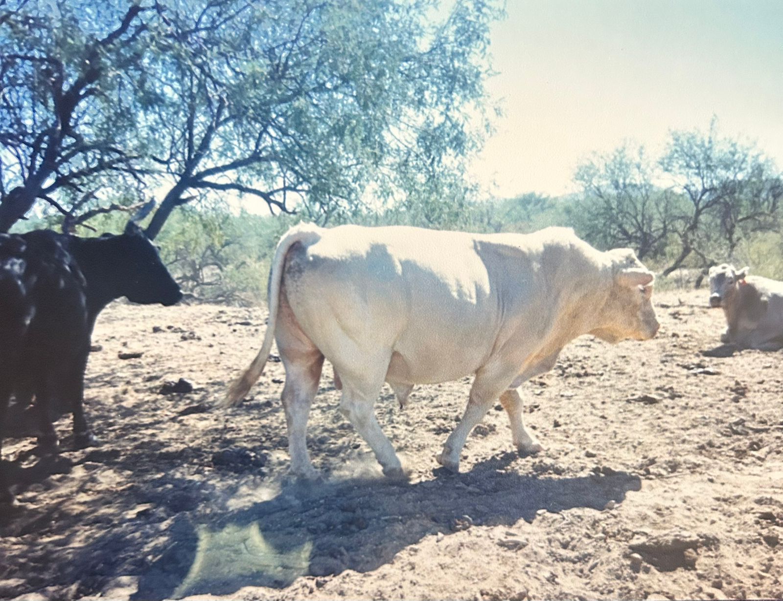 Rancho en Venta en Lampazos de Naranjo