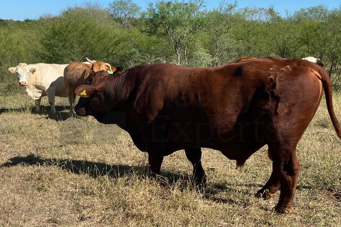 Terreno en Venta en Portal del Huajuco