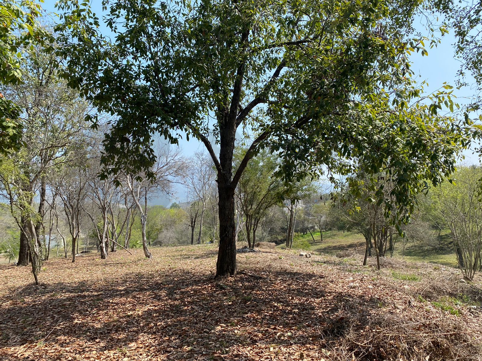 Terreno en Venta en Huajuquito o los Cavazos