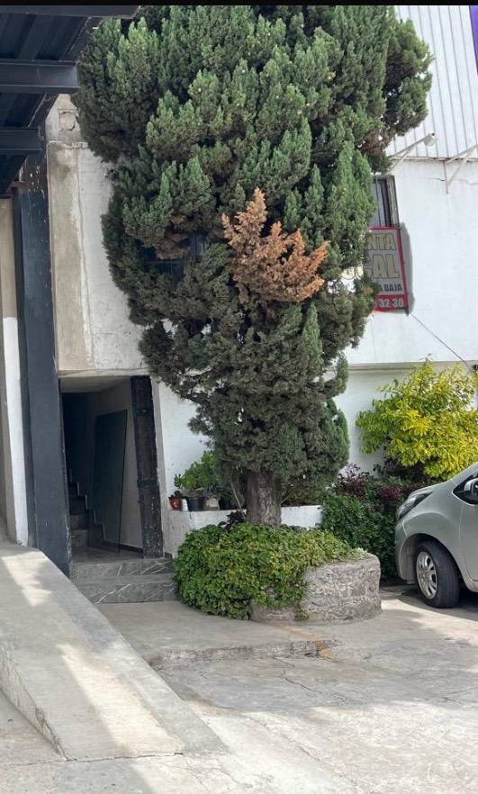 Oficina en Renta en La Purísima