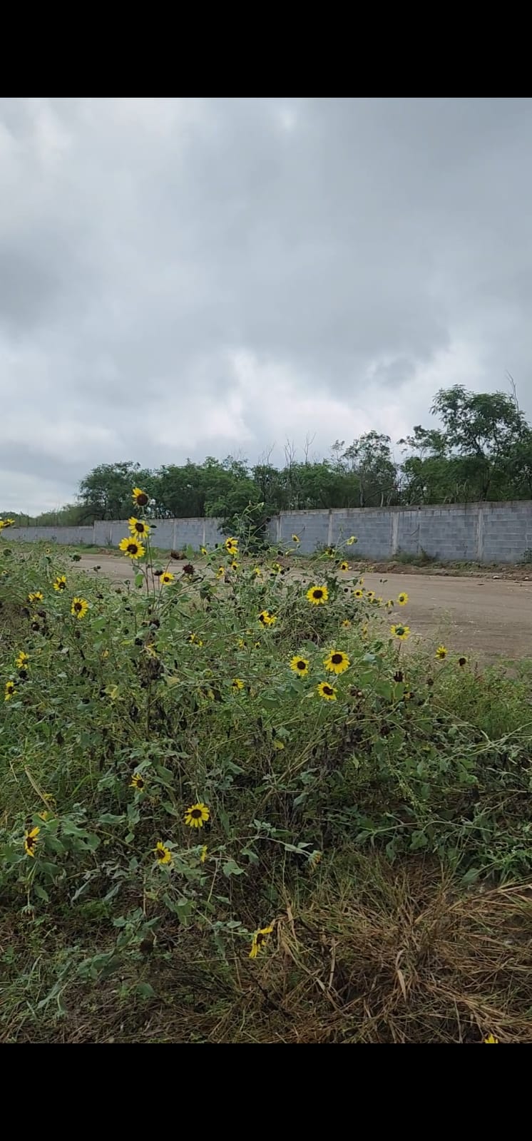 Terreno en Venta en Koel