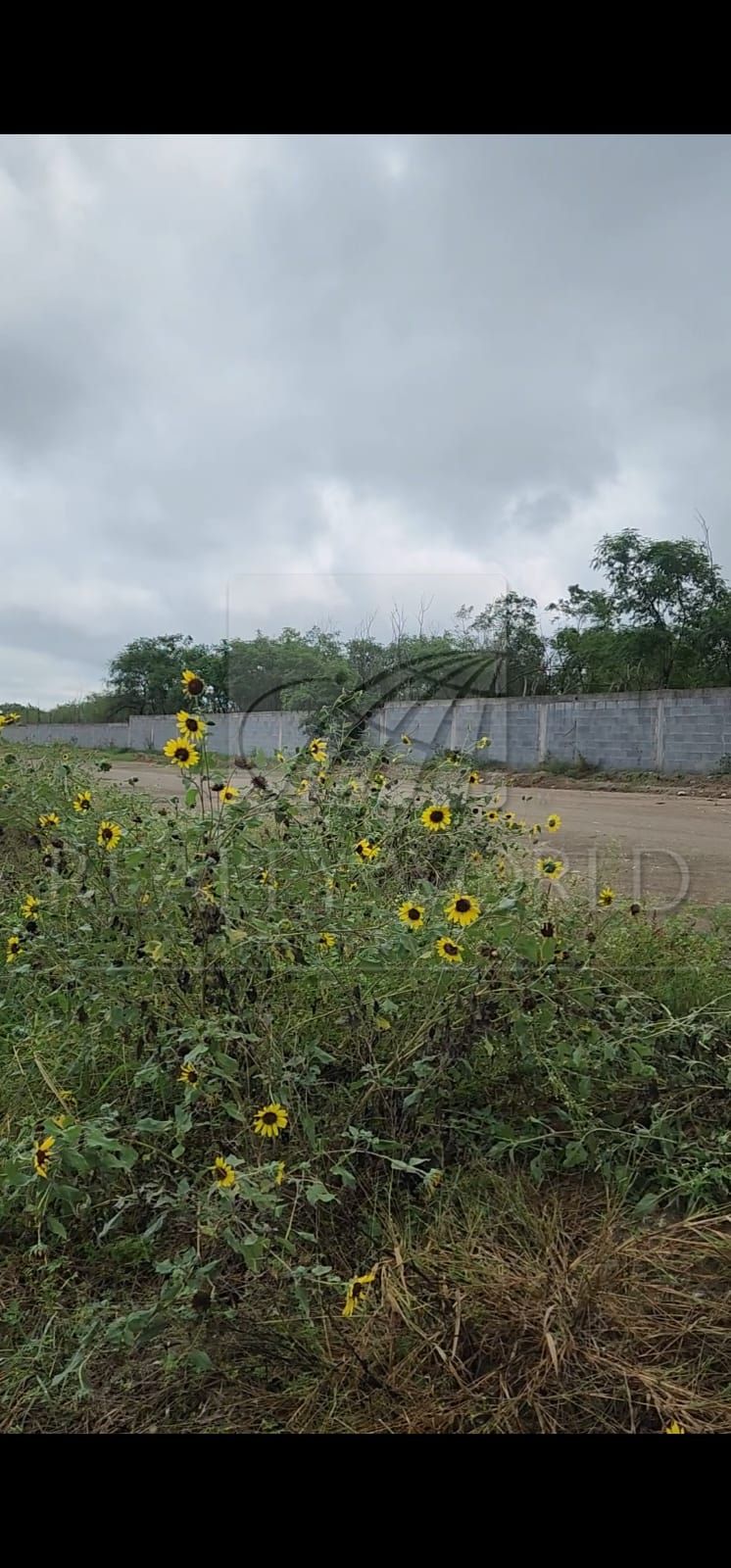 Terreno en Venta en Koel